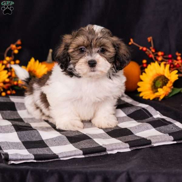 Ted, Teddy Bear Puppy